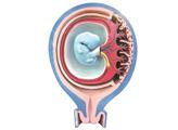 Mô hình thể hiện mối quan hệ giữa bào thai, màng bào thai và tử cung